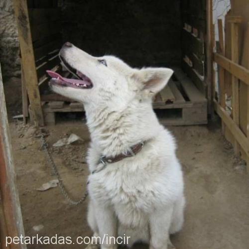 İncir Dişi Sibirya Kurdu (Husky)