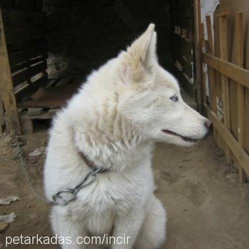 İncir Dişi Sibirya Kurdu (Husky)