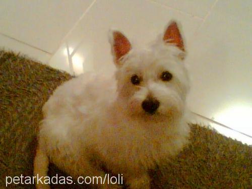 lolita Dişi West Highland White Terrier