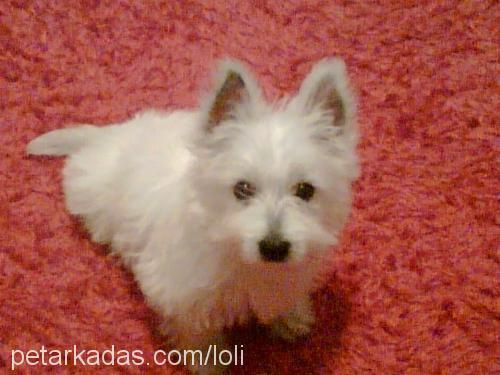 lolita Dişi West Highland White Terrier