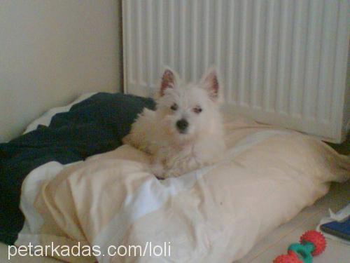 lolita Dişi West Highland White Terrier