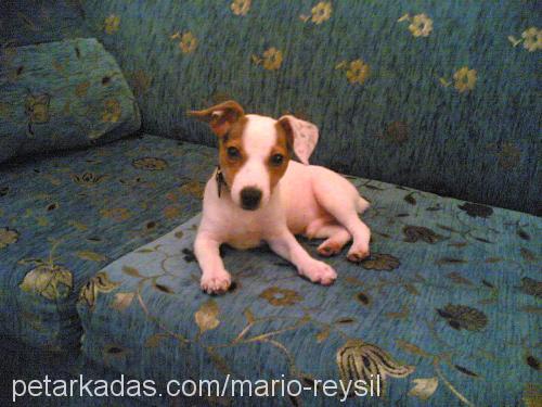 mario reysıl Erkek Jack Russell Terrier
