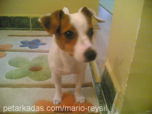 mario reysıl Erkek Jack Russell Terrier