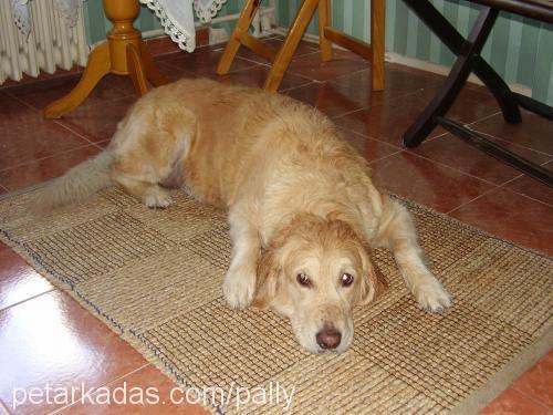 Pally Dişi Golden Retriever