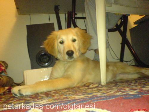 FANTA Dişi Golden Retriever