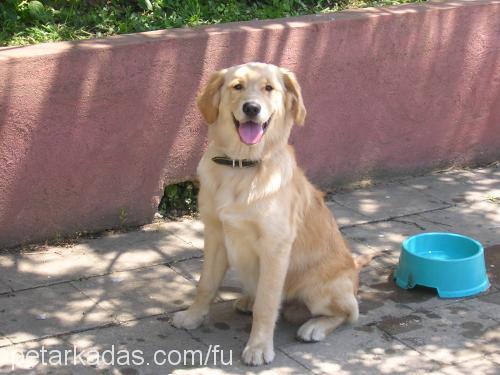 fu Erkek Golden Retriever