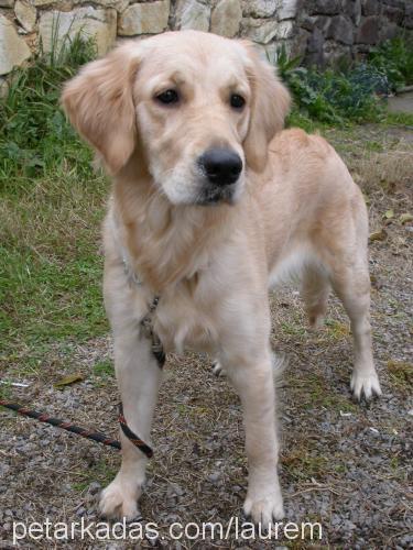 paçi Dişi Golden Retriever