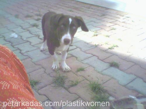 Buzzo Dişi Jack Russell Terrier
