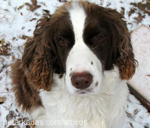 Bitter Dişi İngiliz Springer Spaniel