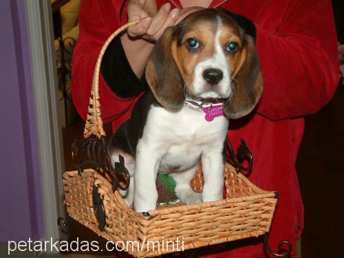 elizabethminti Dişi Beagle