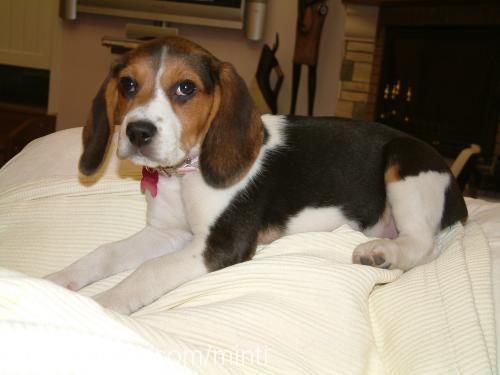 elizabethminti Dişi Beagle