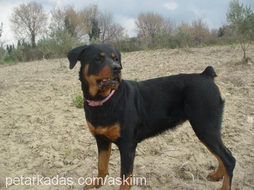 gölge Dişi Rottweiler