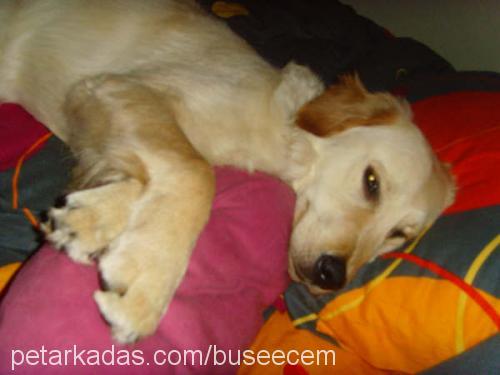 lady Dişi Golden Retriever