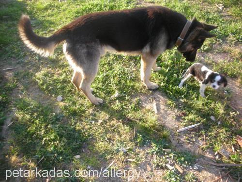 ReX Erkek Alman Çoban Köpeği