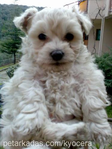 paŞa Erkek West Highland White Terrier