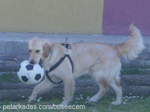 lady Dişi Golden Retriever