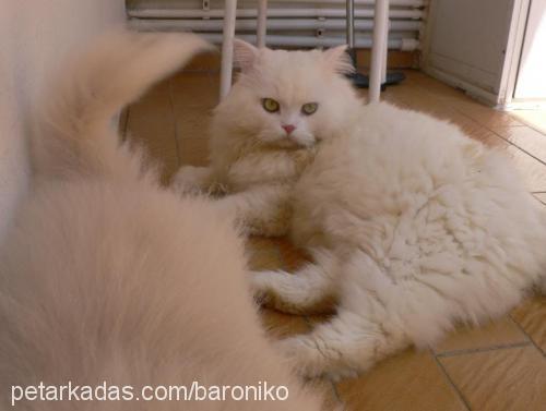 tarçın Erkek Ankara Kedisi (Angora)