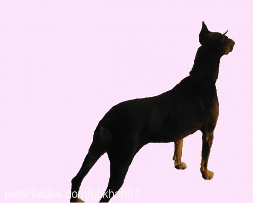 Zeyna Dişi Doberman Pinscher