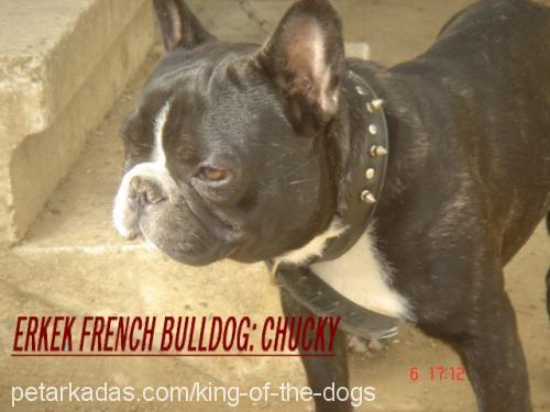 chucky Erkek Fransız Bulldog
