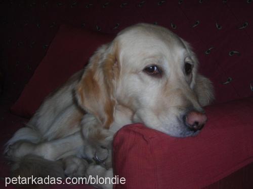 goldie Dişi Golden Retriever