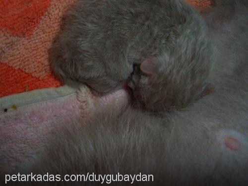 henüz isimsizdi Dişi British Shorthair