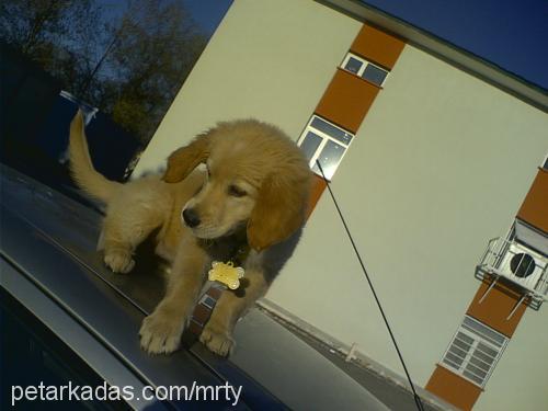 karamel Dişi Golden Retriever