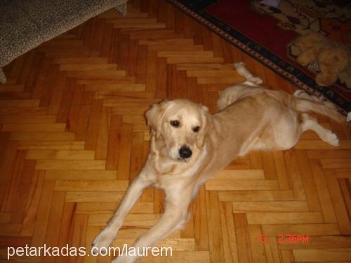 paçi Dişi Golden Retriever