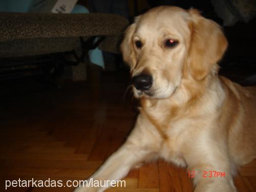 paçi Dişi Golden Retriever