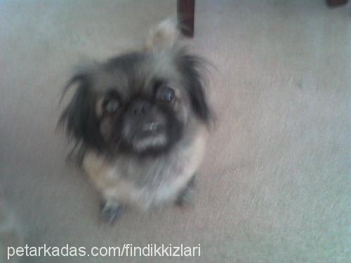 sam Dişi Pekingese