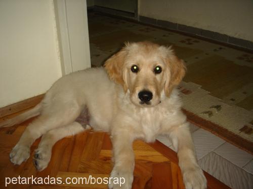 DosT Erkek Golden Retriever