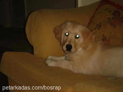 DosT Erkek Golden Retriever