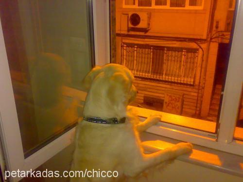 chicco Erkek Golden Retriever