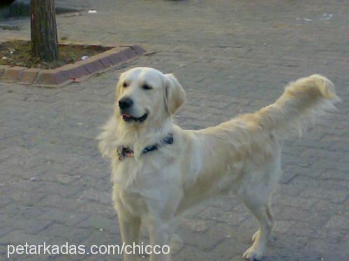 chicco Erkek Golden Retriever