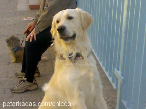 chicco Erkek Golden Retriever