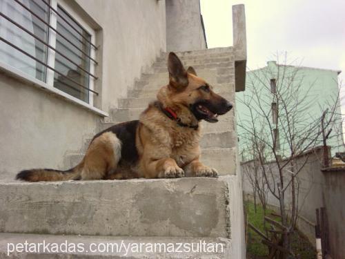 sultan Dişi Alman Çoban Köpeği