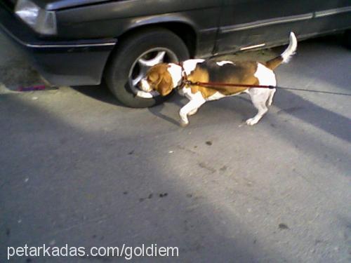 waffle Dişi Beagle