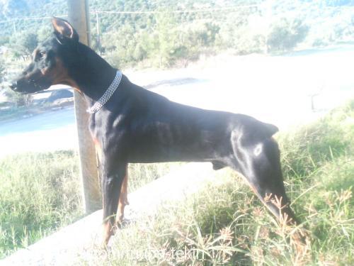 PAŞA Erkek Doberman Pinscher