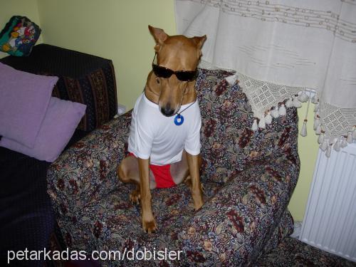 maral Dişi Doberman Pinscher