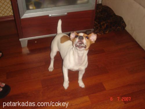 cokey Dişi Jack Russell Terrier