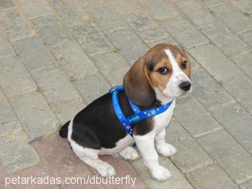 RUDY Erkek Beagle