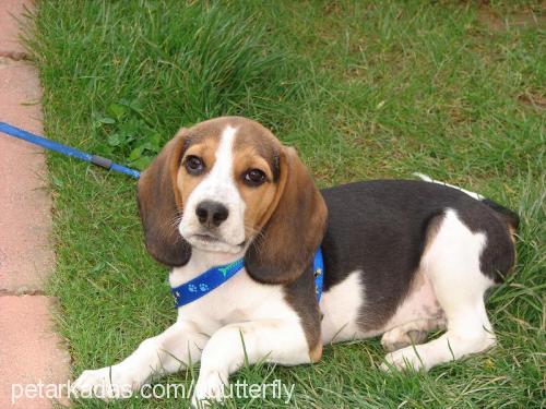 RUDY Erkek Beagle