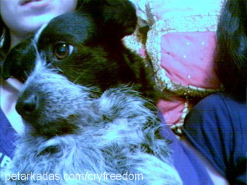 SATİR Dişi Jack Russell Terrier