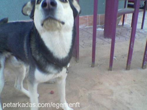 Zeus Erkek Alaskan Malamute