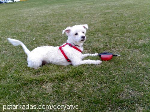 ody Erkek West Highland White Terrier