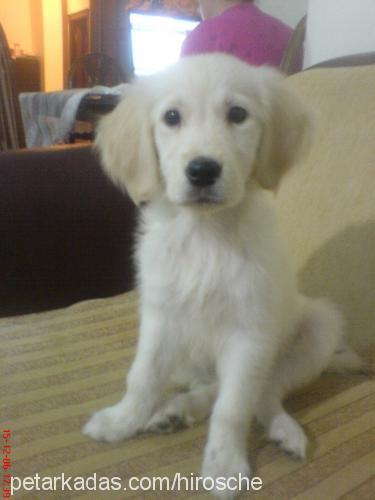 polly Dişi Golden Retriever