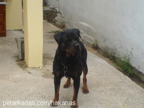 Baran Erkek Rottweiler