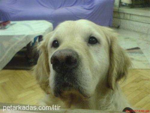 Pasa Erkek Golden Retriever