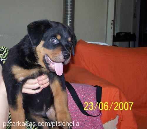 oreon Erkek Rottweiler