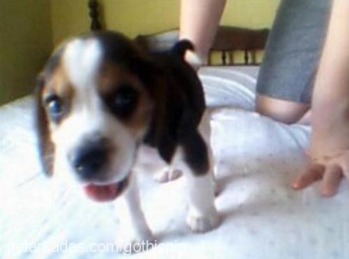 snoopy Erkek Beagle