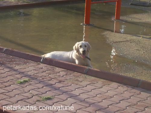 leydi Dişi Golden Retriever